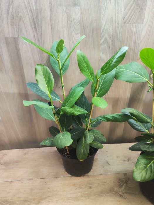 Фикус Андре , 60 см , цветы оптом