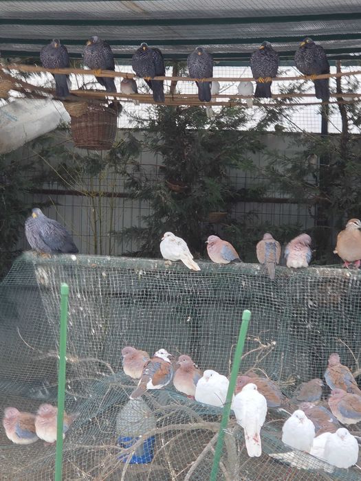 Vând Turturele Exotice