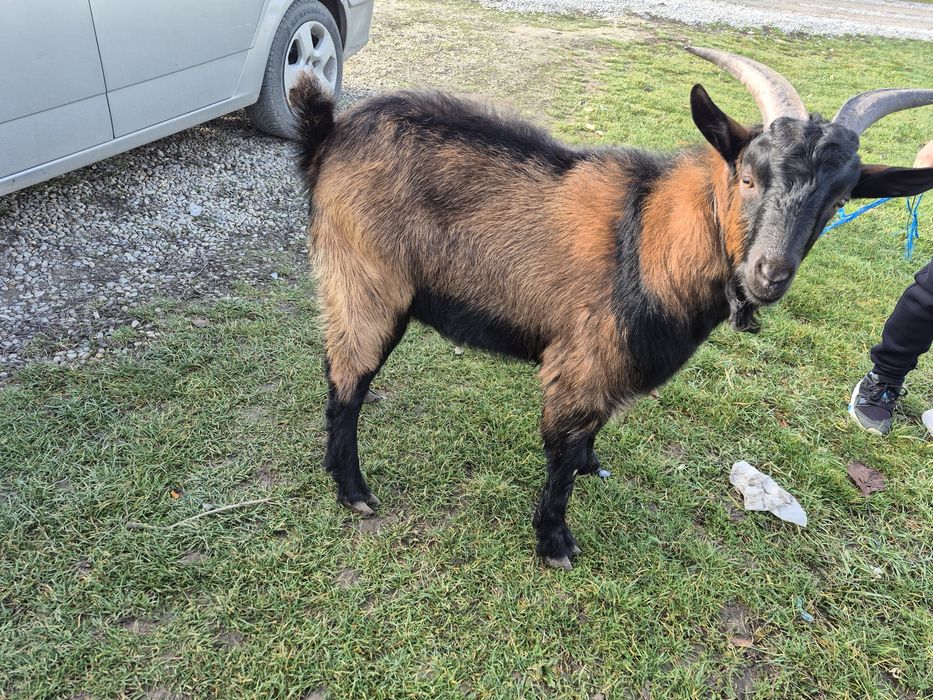 Tap tanar,de 8 luni.