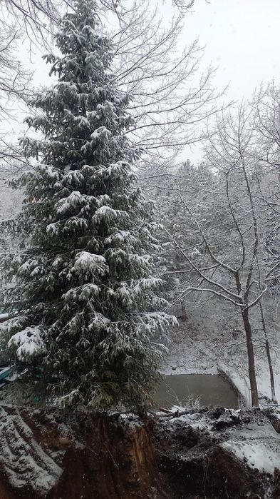 Продам живые ЕЛКИ.