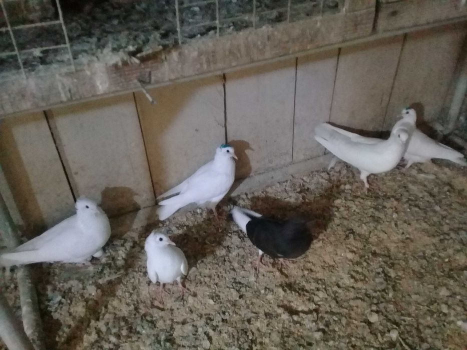 Продам бакинцы молодежь  голубей