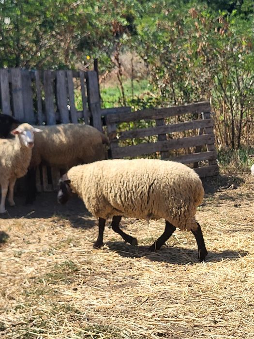 Vând mieluță suffolk