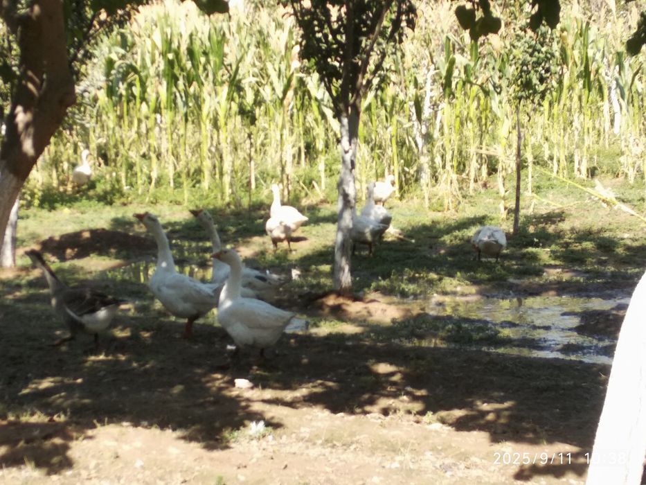 Gozlar sotiladi tezda