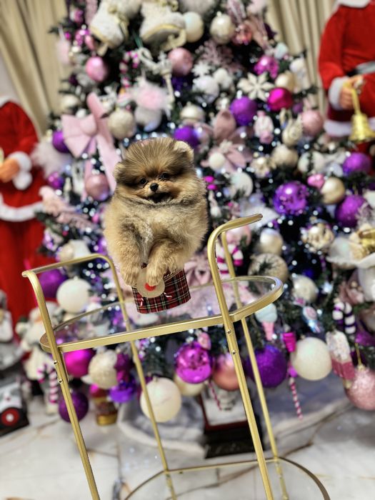 Mascul pomeranian fci pedigree