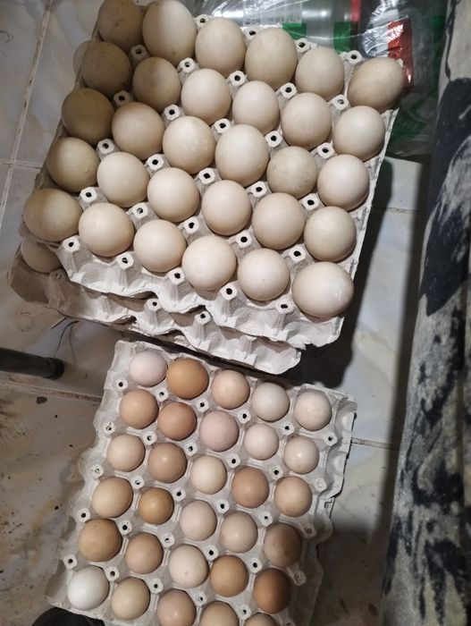 De vânzare poarta Albă