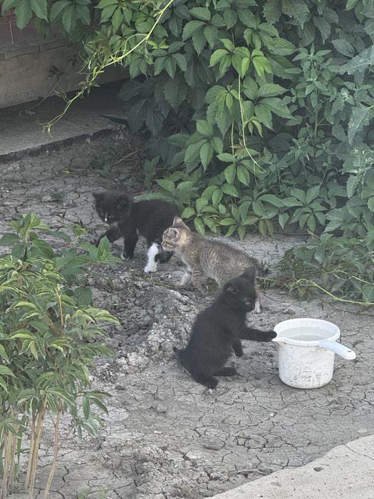 Котята 1 месяц в добрые руки