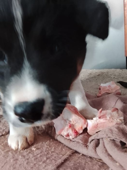 Продам щенят лайка хаска щенкам полтора месяца