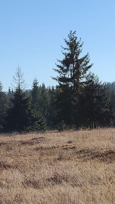 Vand 2 parcele Belis