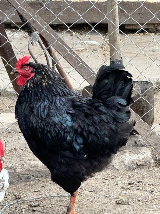 Разплодени яйца от Породи