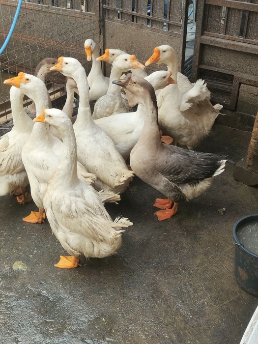 Vând 12 Gâște din care 10 bucăți din 2025 și 2 bucăți din 2024.