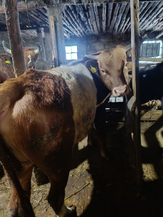 Продам годовалый бычков