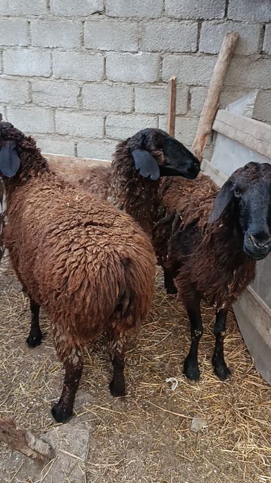 Қўйлар сотилади ҳаммаси ёш