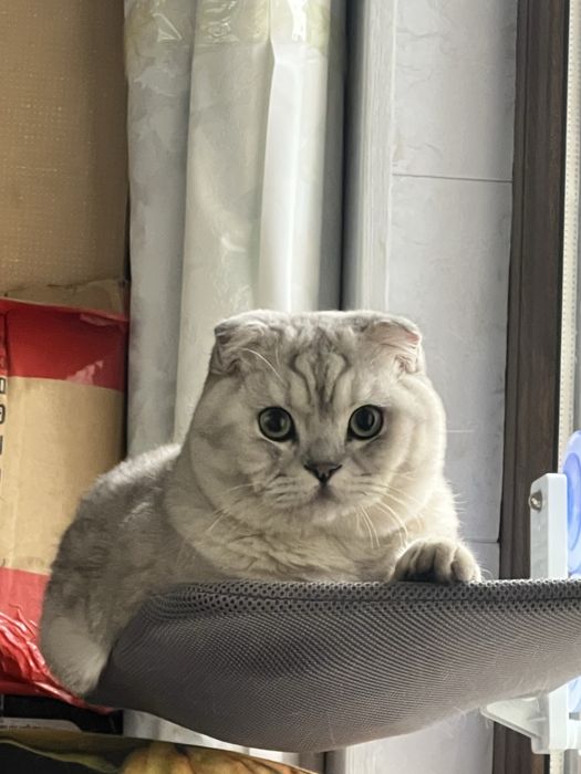 Ogil bola, britanski skotish fold seribristiy okras sotiladi