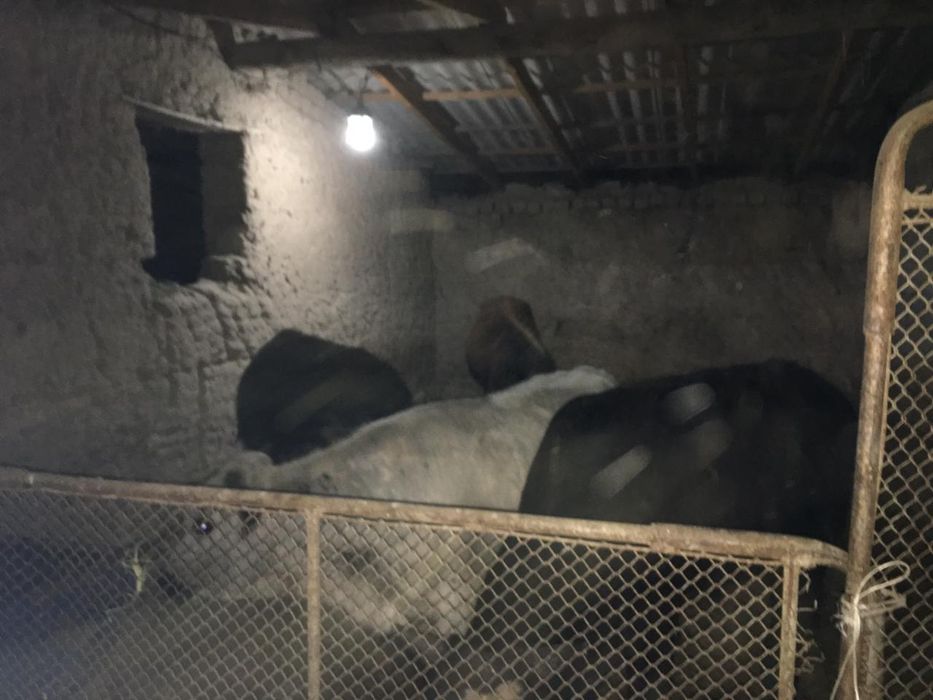 500мынгнан басына келсемз