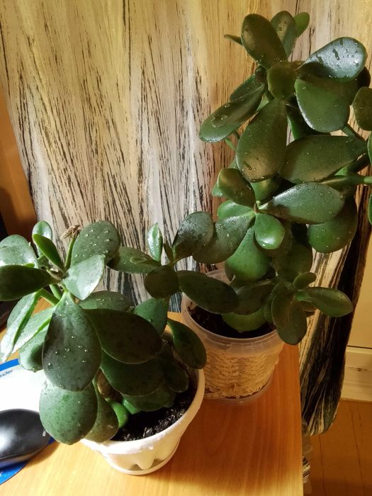 Денежное дерево ( крассула)