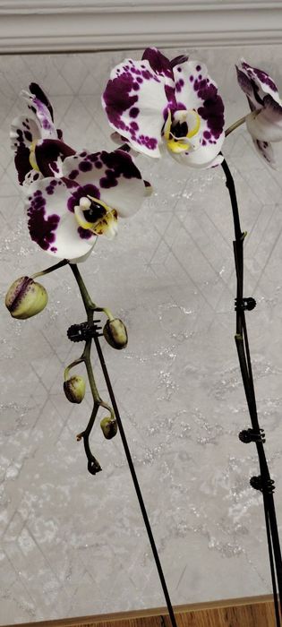 Орхидеи Phalaenopsis