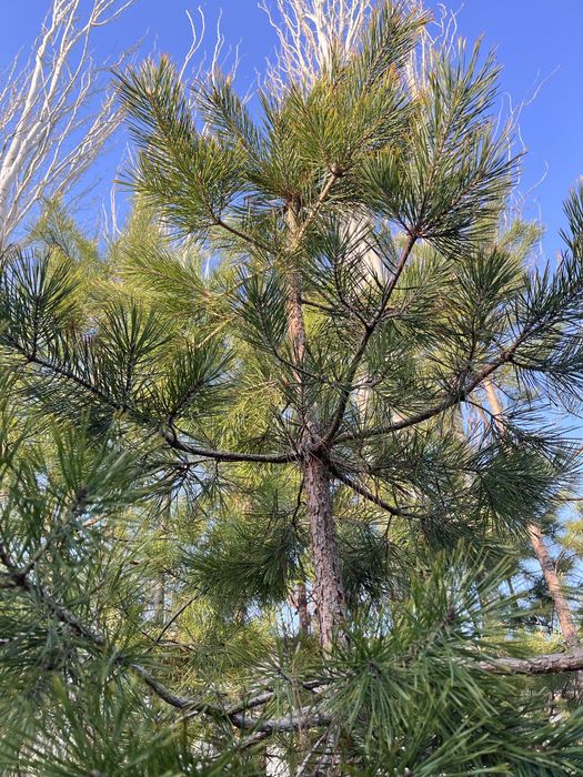 Сосна крымское декоратив дарахт кўчатлари сотилади