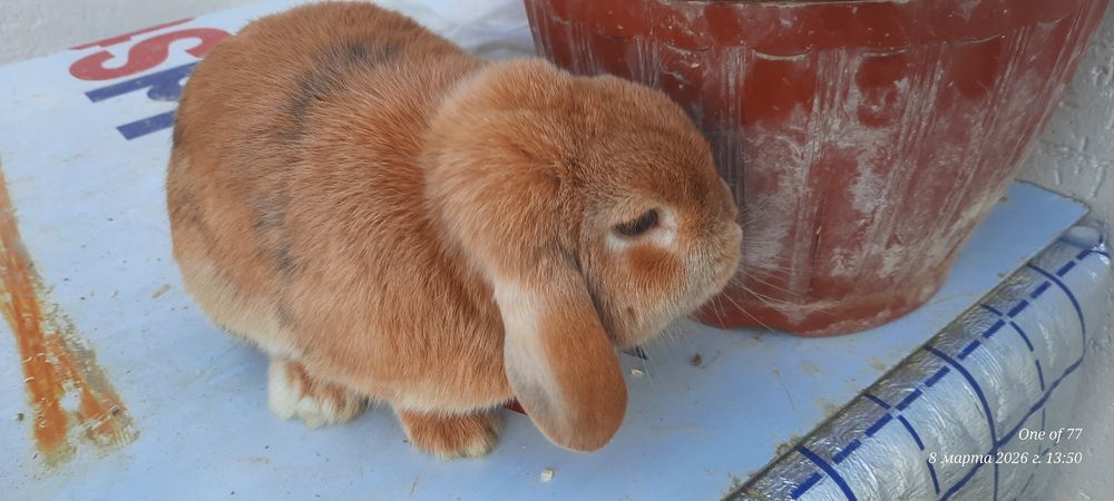 Кролик карлик баран