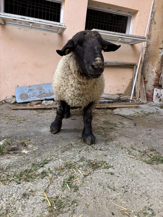 Vând berbec suffolk