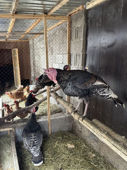 Домашний индюки