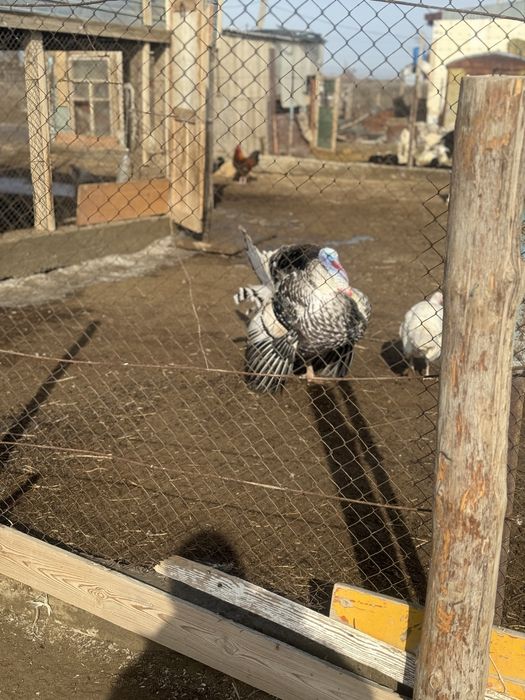 Индюк кораздары сатылады