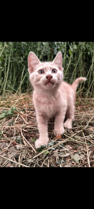 Котенок мальчик, 3 мес.