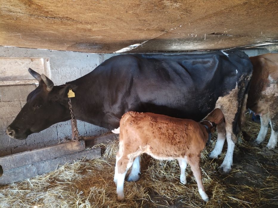Vând vaca gestanta+vitel