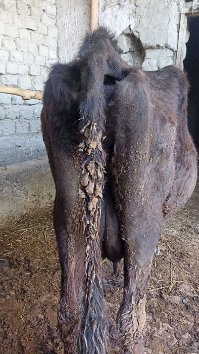 Ona bola sigir sotiladi