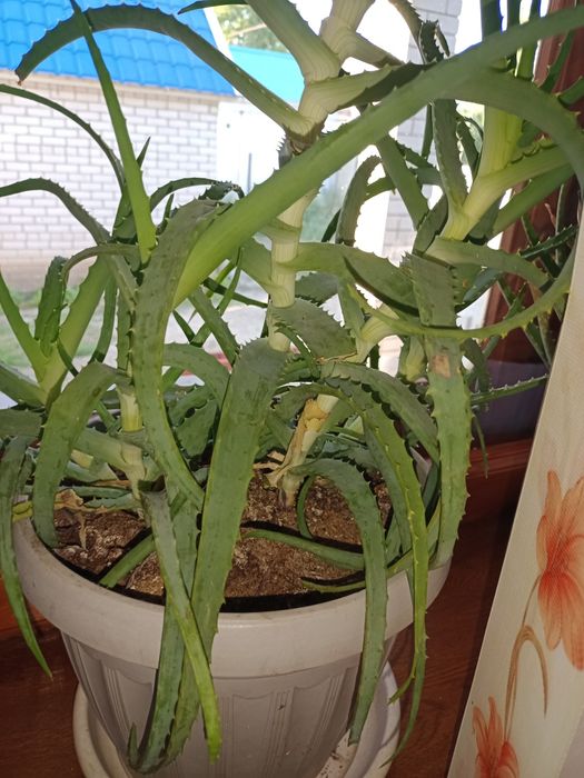 Продам домашние цветы