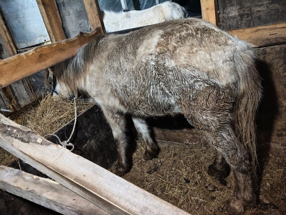 Лошадь. Продам байталку.