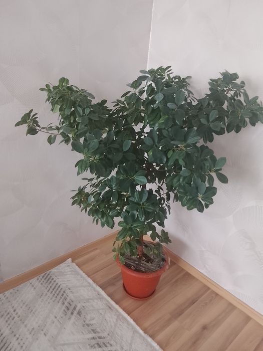 Продам фикус,красивый большой цветок,с горшком