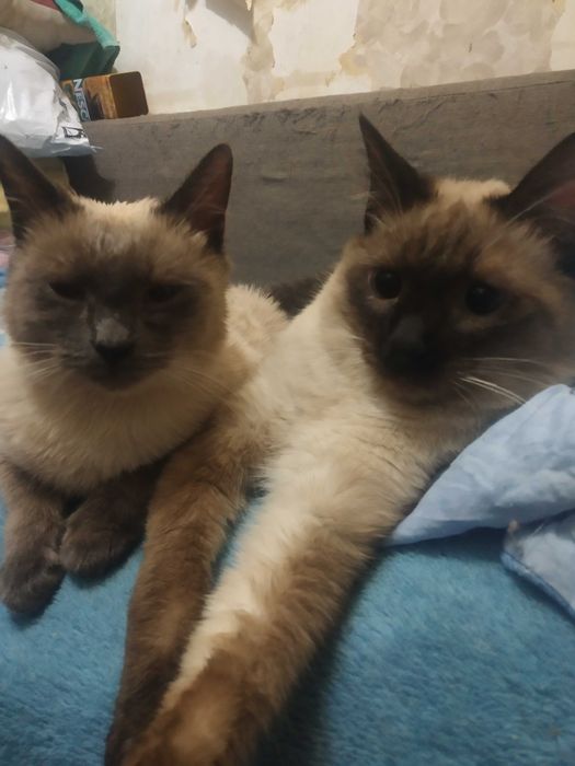 Тайские,подростки котятки