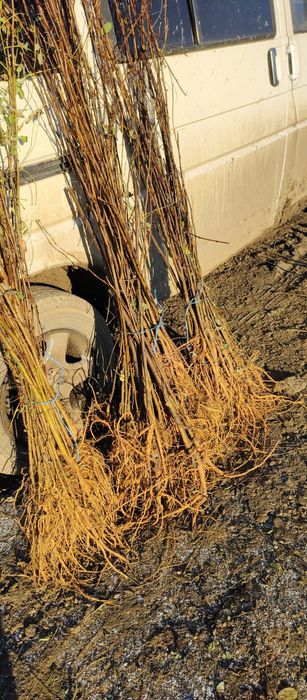 Puieți salcâm frasin tei fag carpen stejar mesteacăn plop brad molid