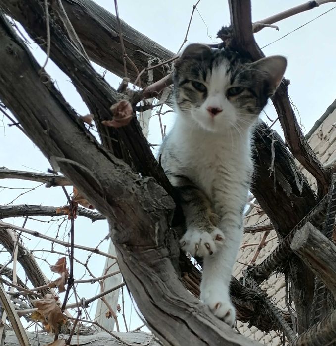 Котёнок, Mushukcha