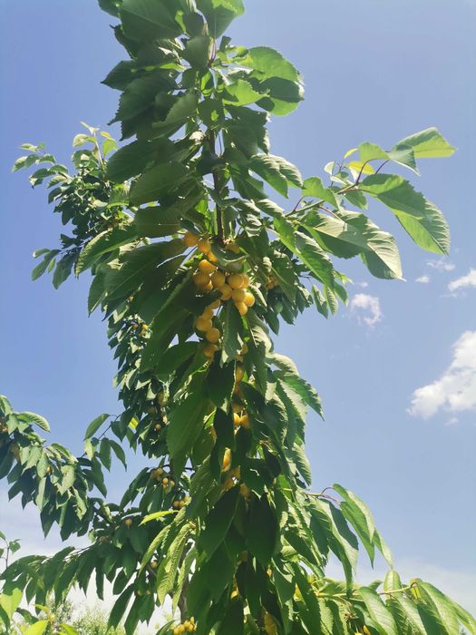 Овощна градина и техника за обработка