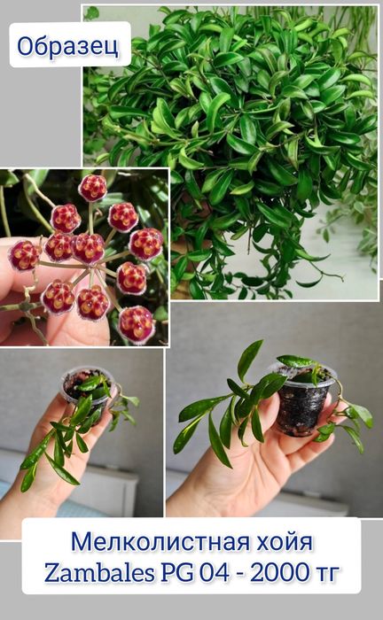 Хойя разные сорта комнатные цветы