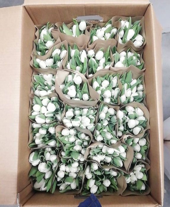 Тюльпаны оптом местные