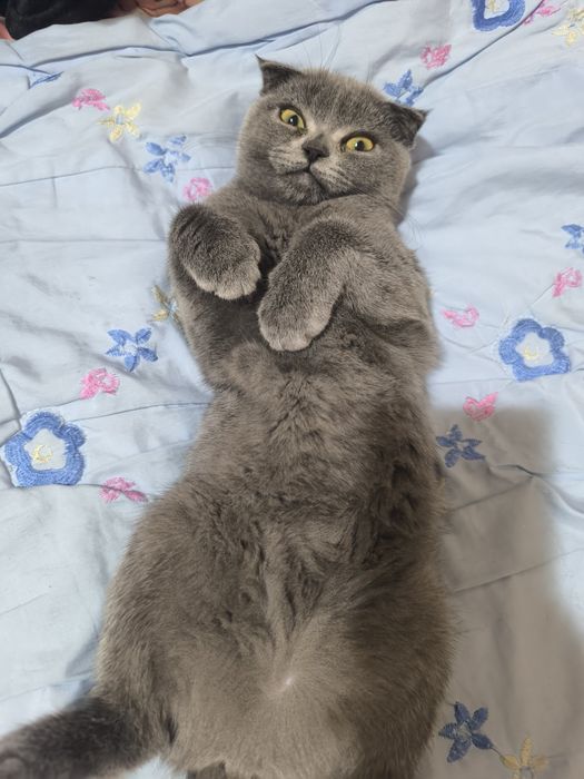 Шотландский фолд и страйт