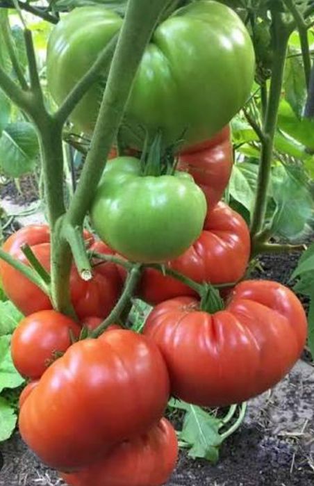 Разсад стар български градински розов домат – български сорт, едър, тъ