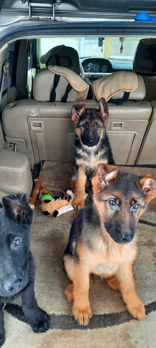 Немецкая овчарка