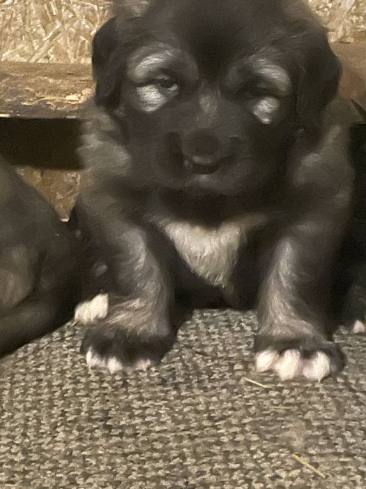 Femela ciobanesc caucazian