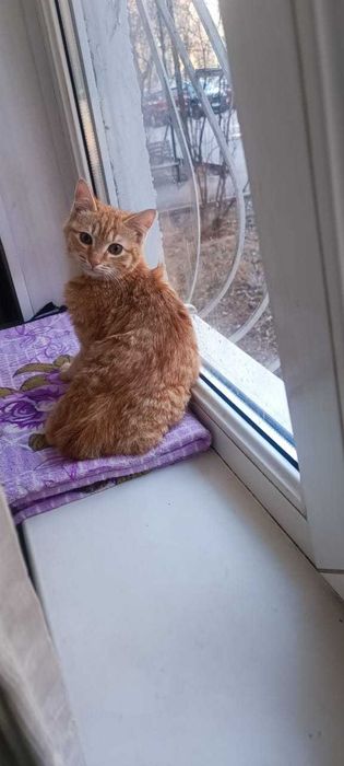 Котик рыженький, ласковый