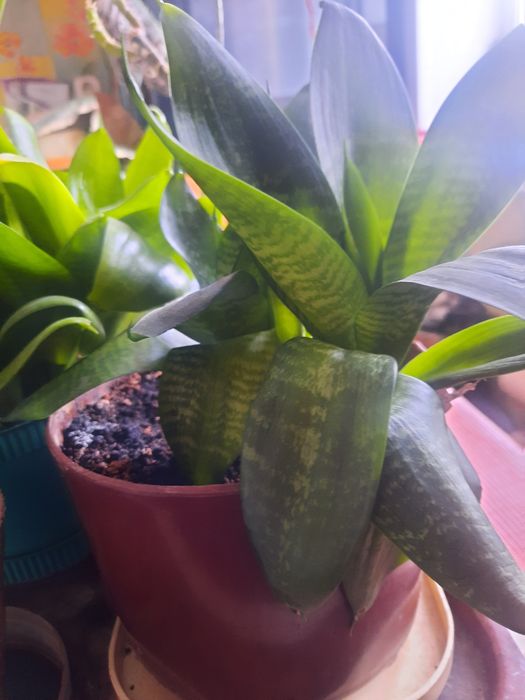 Цветы домашние разные