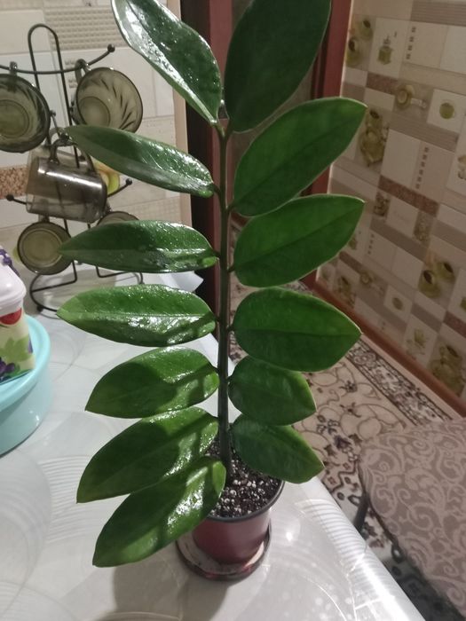 Долларовое или замиокулькас