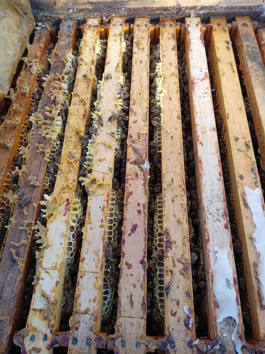 Vând 5 Familii albine