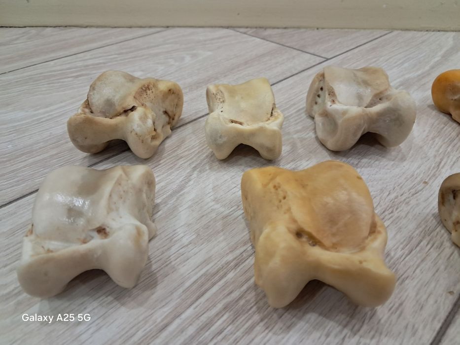 Асыки бараньи и жеребят продам.