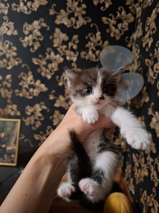 Отдадим даром котят