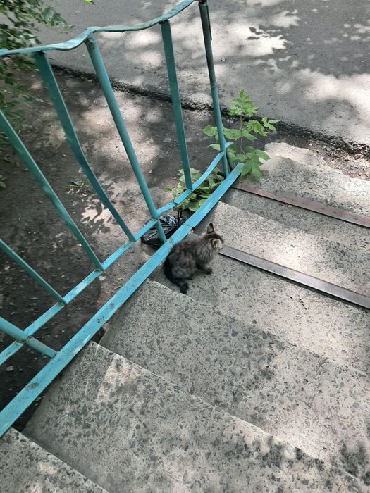 Отдам в добрые руки
