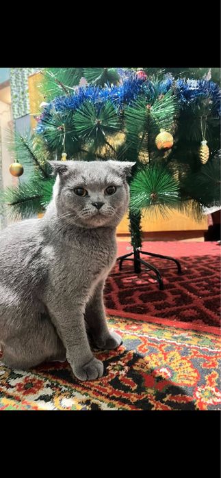 Мушук сотилади скотиш фолд