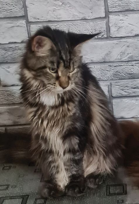 Котята мейн кун ,клубные.